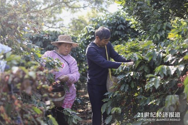 張和云在咖啡園采摘咖啡