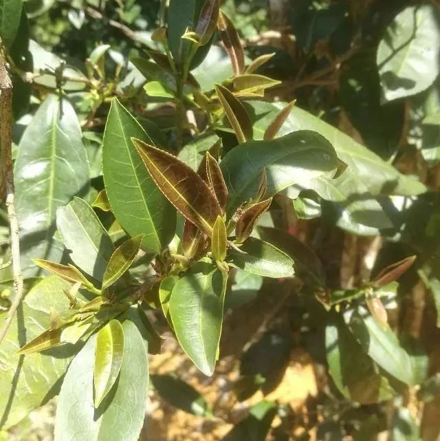 農(nóng)科院：南方山區(qū)發(fā)現(xiàn)幾乎不含咖啡因的茶樹(shù)，或制成更健康的茶飲