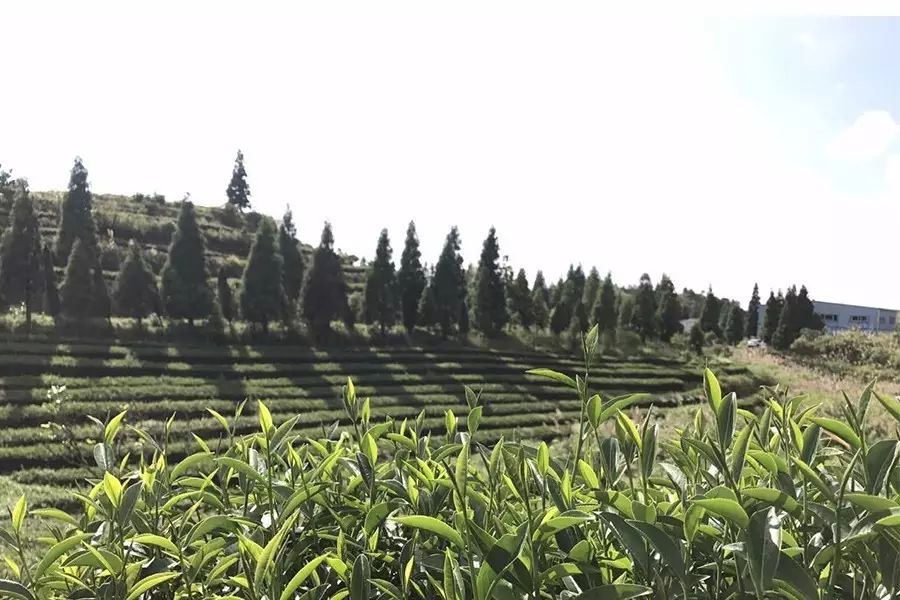 這個做了 年茶的臺灣茶農(nóng)要給大家發(fā)點福利了