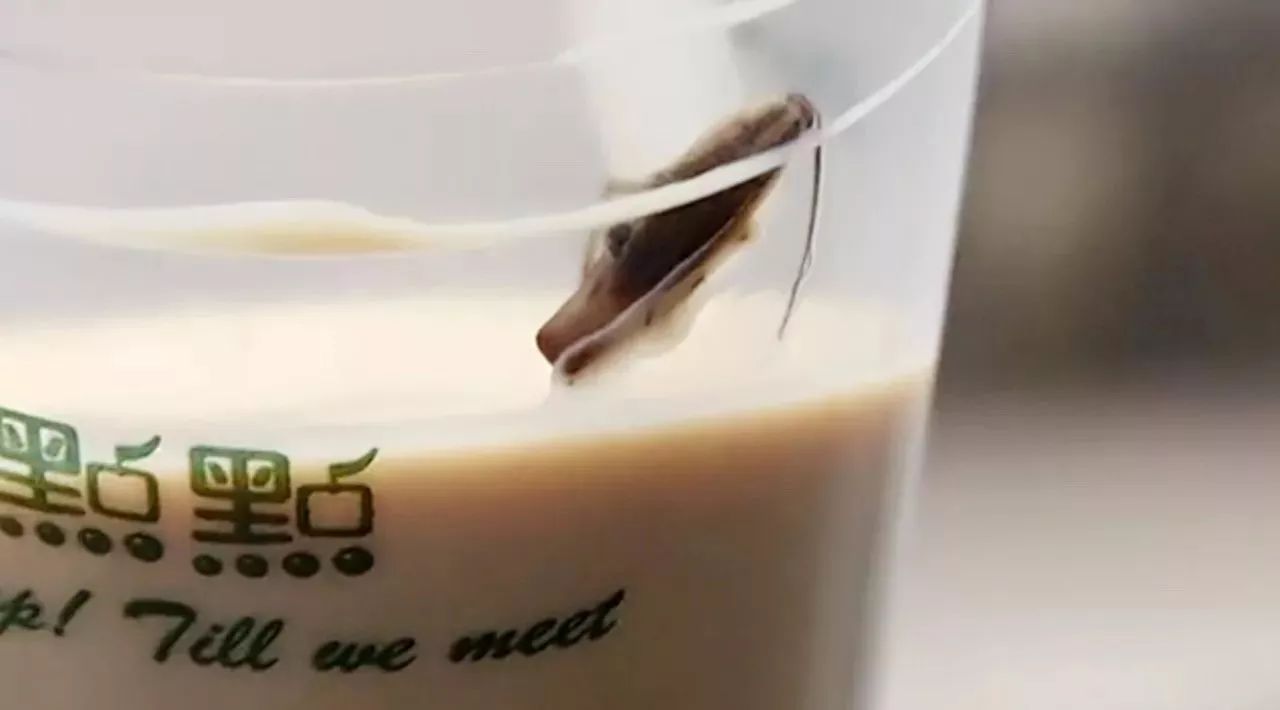點點奶茶喝出蟑螂？這個問題你也要趕緊自查
