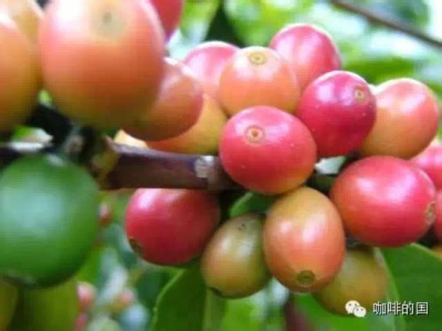 咖啡豆的產(chǎn)地、烘焙、萃取給予咖啡與眾不同的風(fēng)味