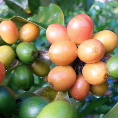 哥倫比亞考卡【帕拉伊索莊園】粉紅波旁咖啡專題報告