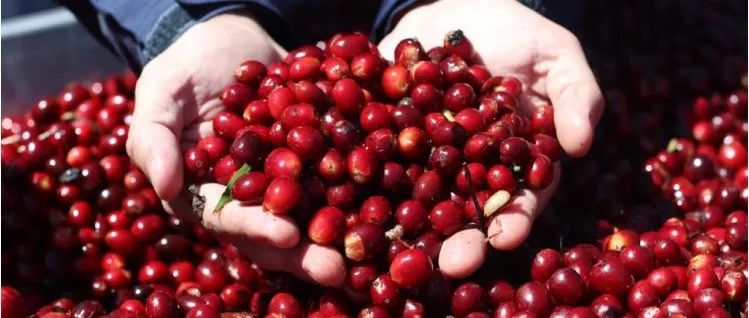 媲美紅標(biāo)の頂級(jí)瑰夏來(lái)啦>限量份出完止~