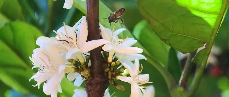 你喝過咖啡花茶嗎？比競標(biāo)瑰夏還搶手！