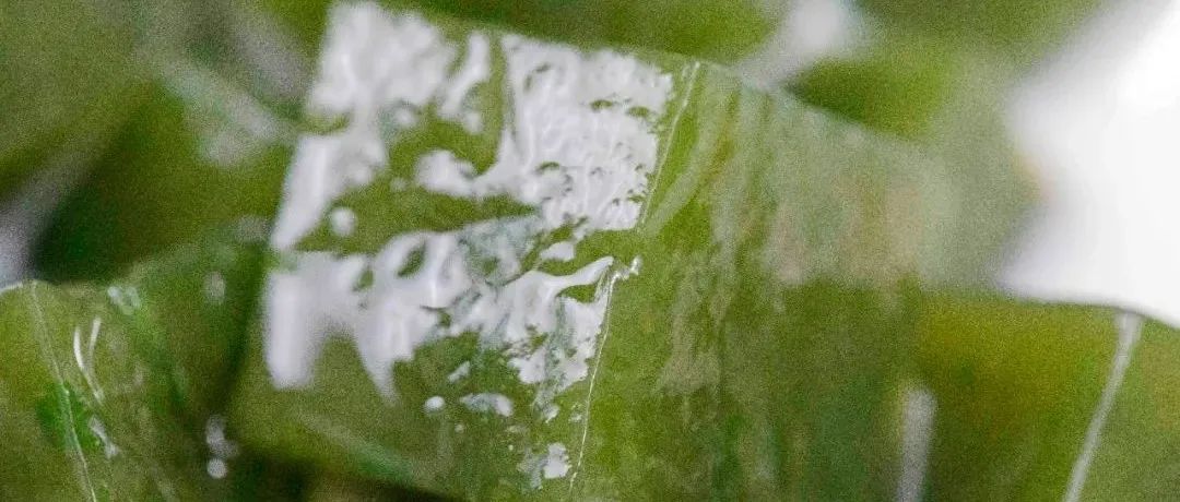 你敢信？路邊抓一把草，竟能做出解暑神器！